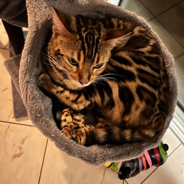 bengal