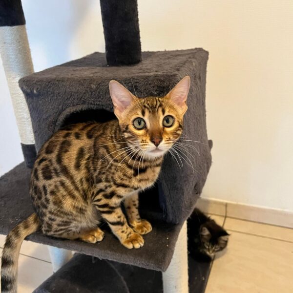 bengal