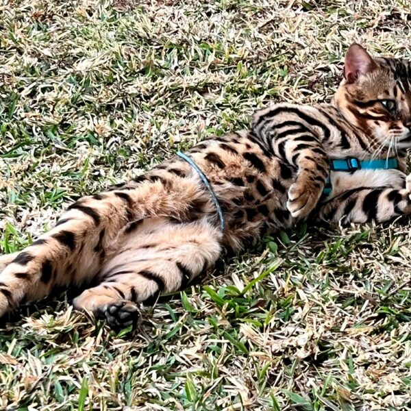 bengal