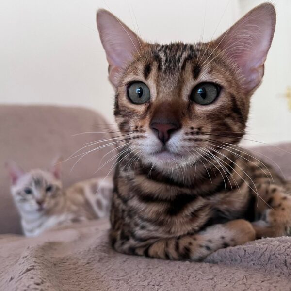 bengal