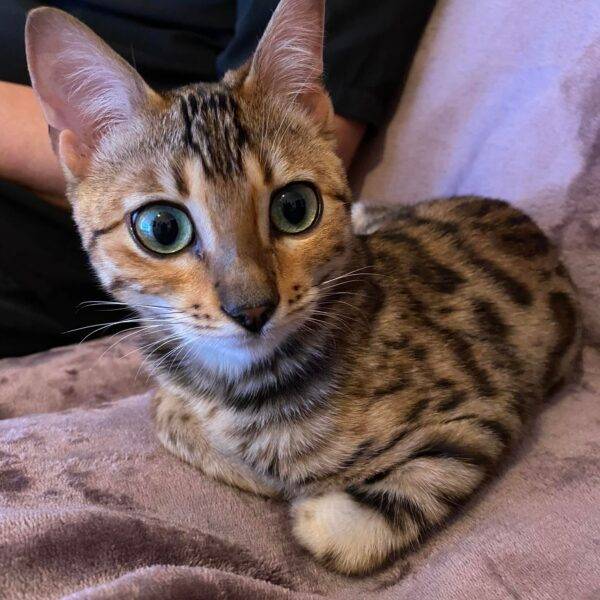 bengal