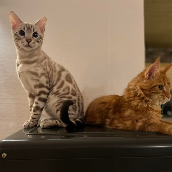 bengal