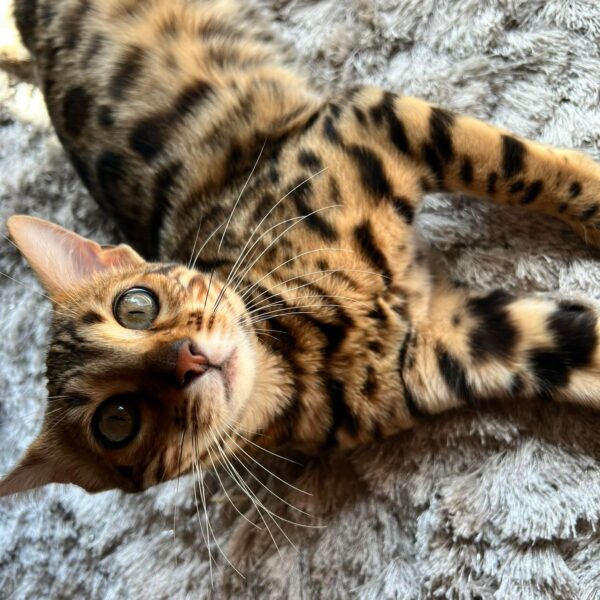 bengal