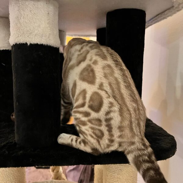 bengal