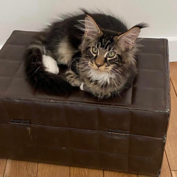 maine coon