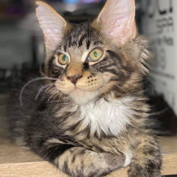 maine coon