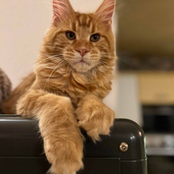 maine coon