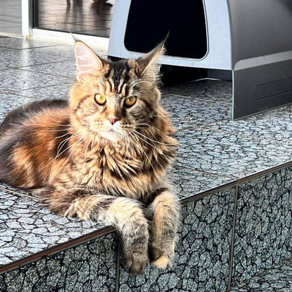 maine coon