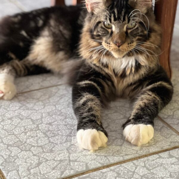 maine coon