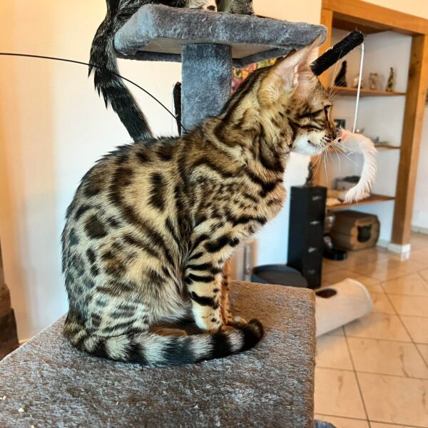 bengal