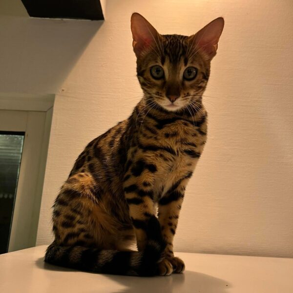 bengal