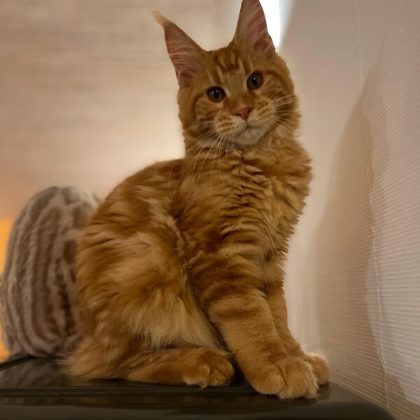 maine coon