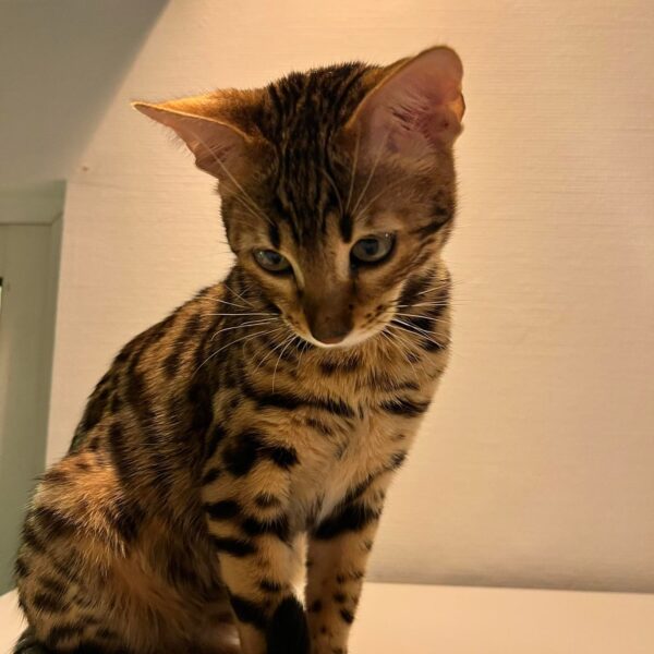 bengal