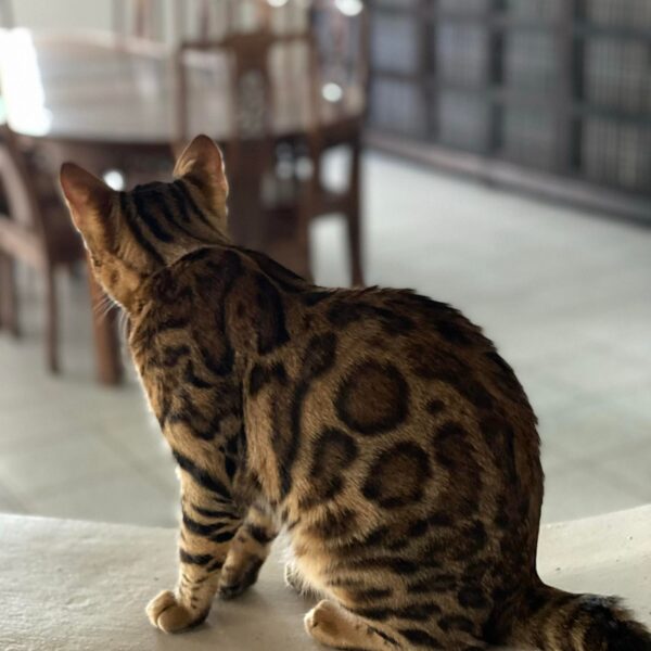 bengal