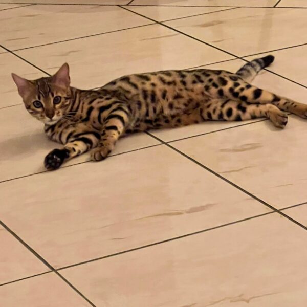 bengal