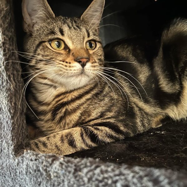 bengal