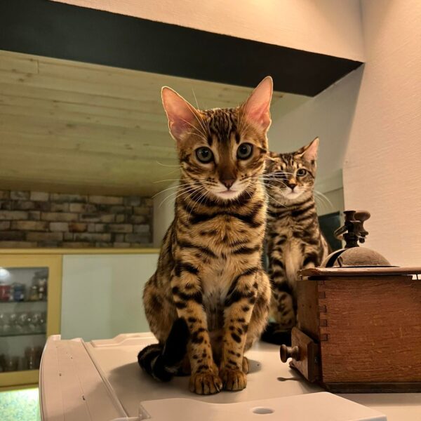 bengal