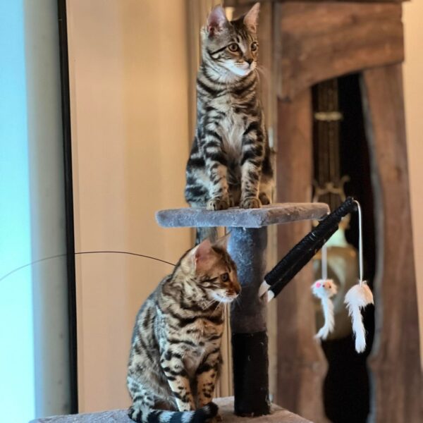 bengal