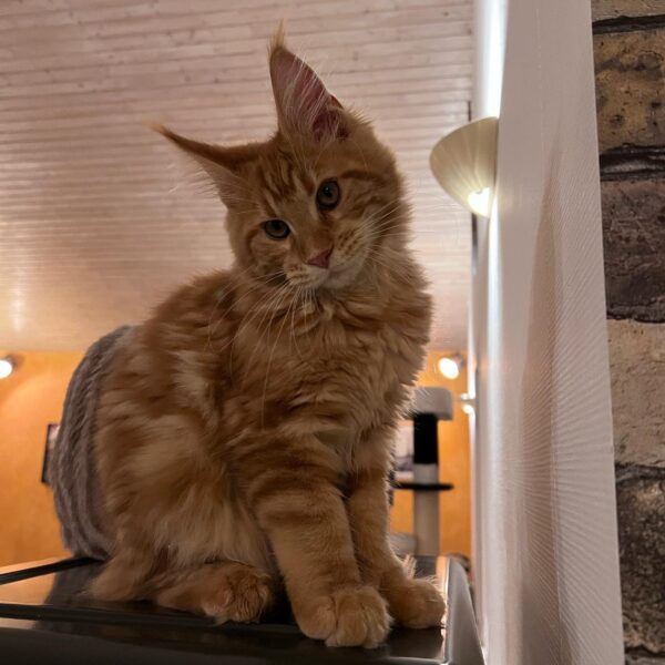 maine coon