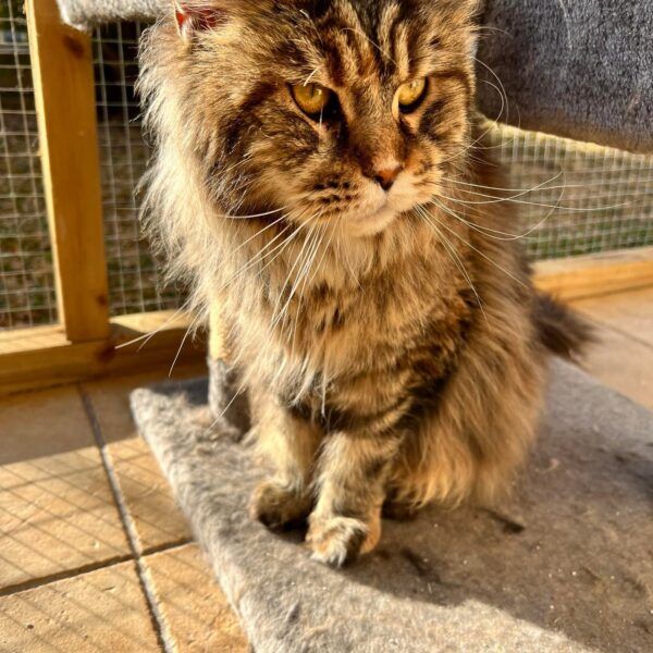 maine coon