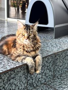 Maine Coon